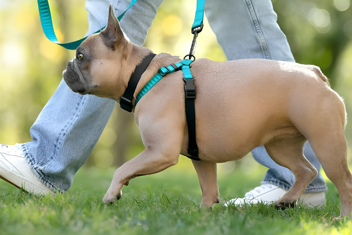 Dependable Pet Leashes For Walks